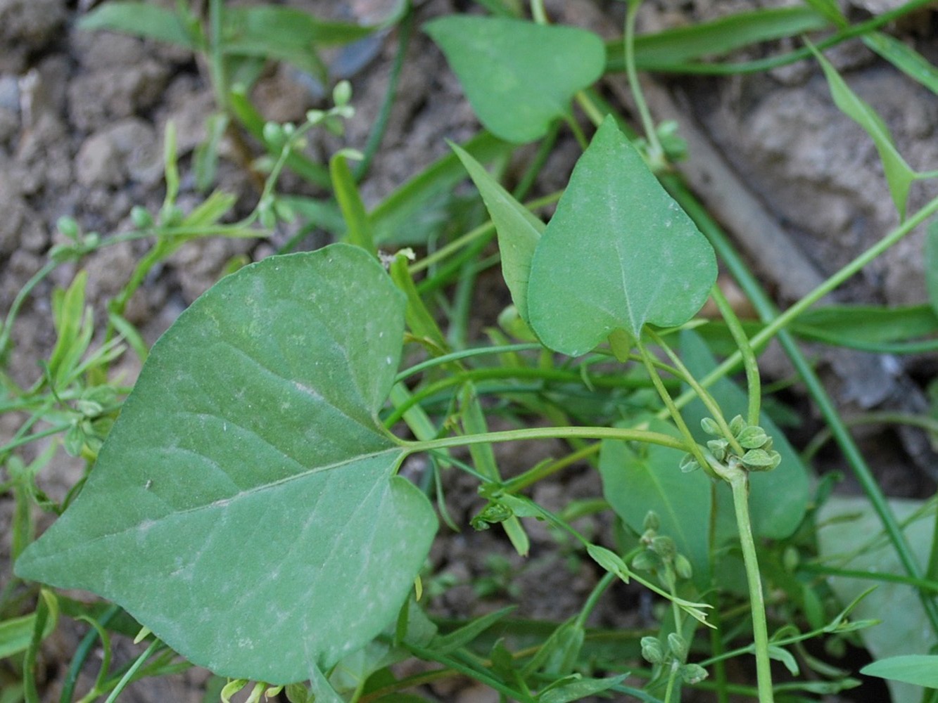 Image of Fallopia convolvulus specimen.