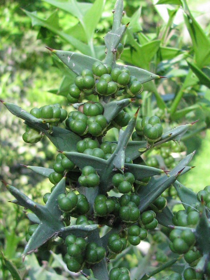 Image of Colletia paradoxa specimen.
