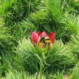 Paeonia tenuifolia