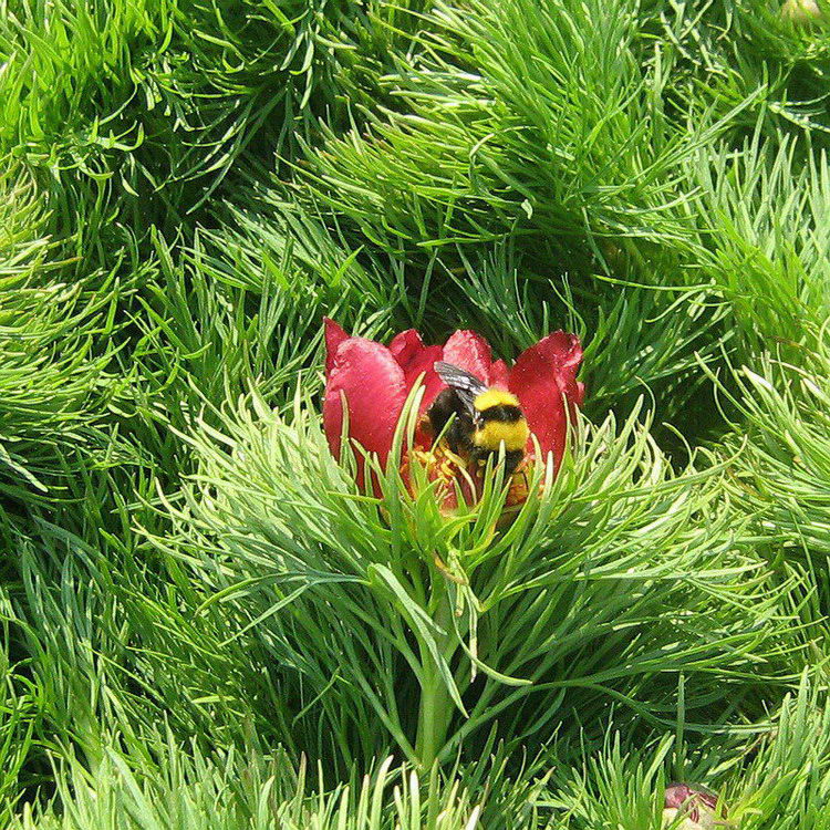 Image of Paeonia tenuifolia specimen.