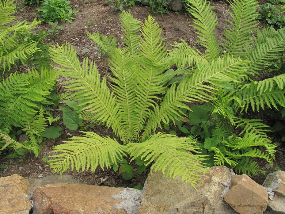 Image of Matteuccia struthiopteris specimen.