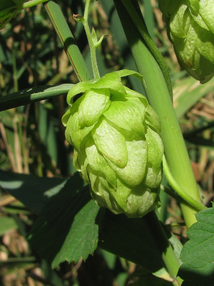 Image of Humulus lupulus specimen.