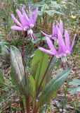 Erythronium sulevii