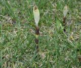Equisetum telmateia