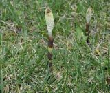 Equisetum telmateia