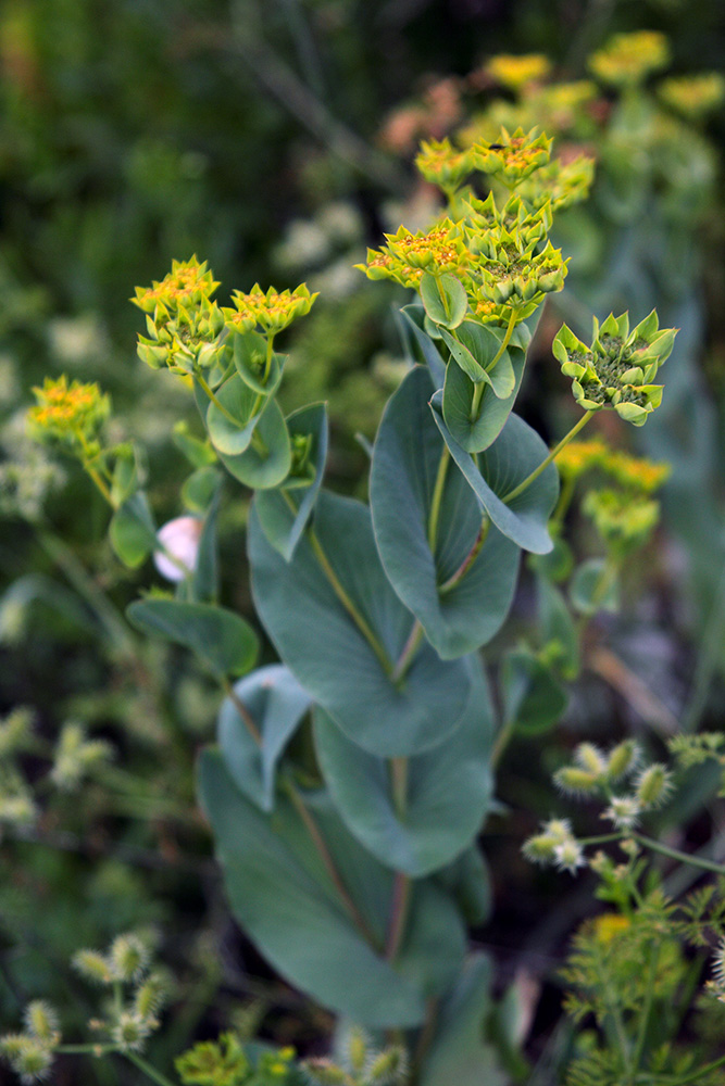 Изображение особи Bupleurum rotundifolium.