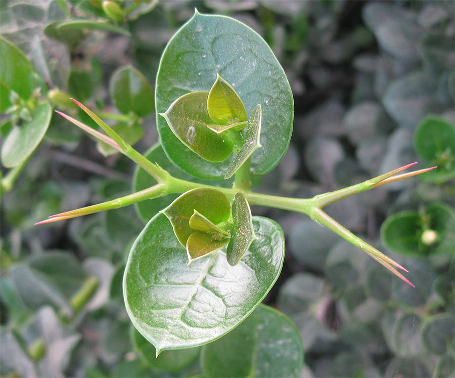 Image of Carissa macrocarpa specimen.