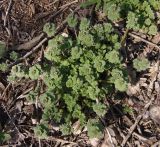 Lamium amplexicaule