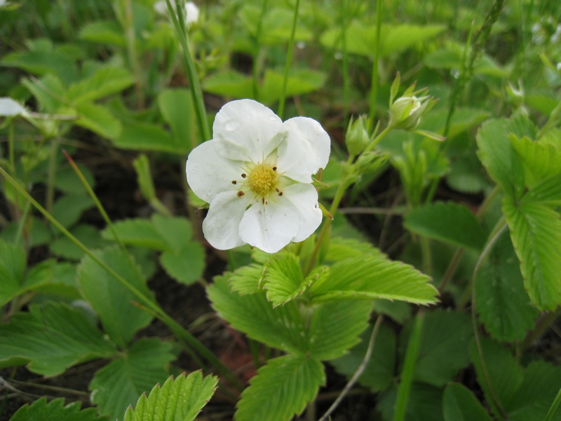 Изображение особи Fragaria viridis.