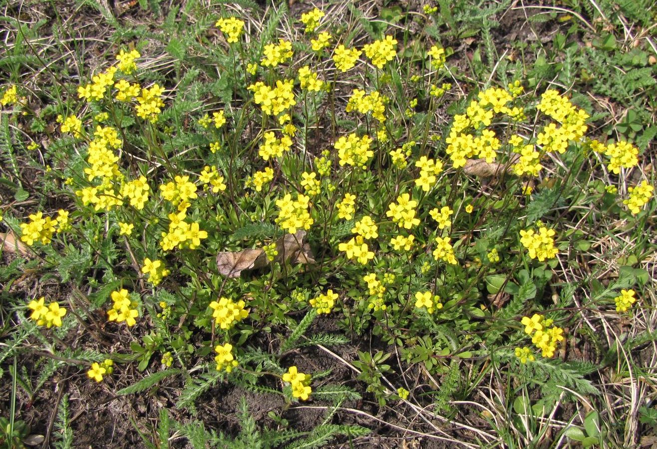 Изображение особи Draba sibirica.