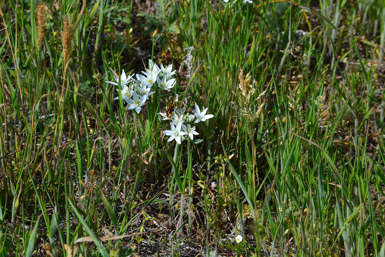 Изображение особи Ornithogalum navaschinii.