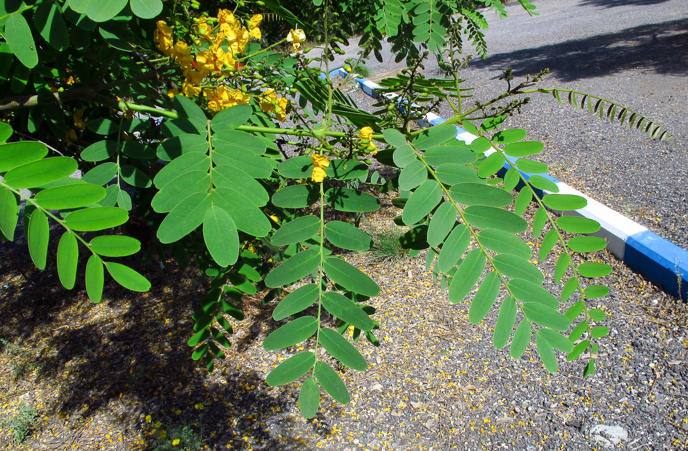 Image of Tipuana tipu specimen.