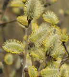 Salix cinerea