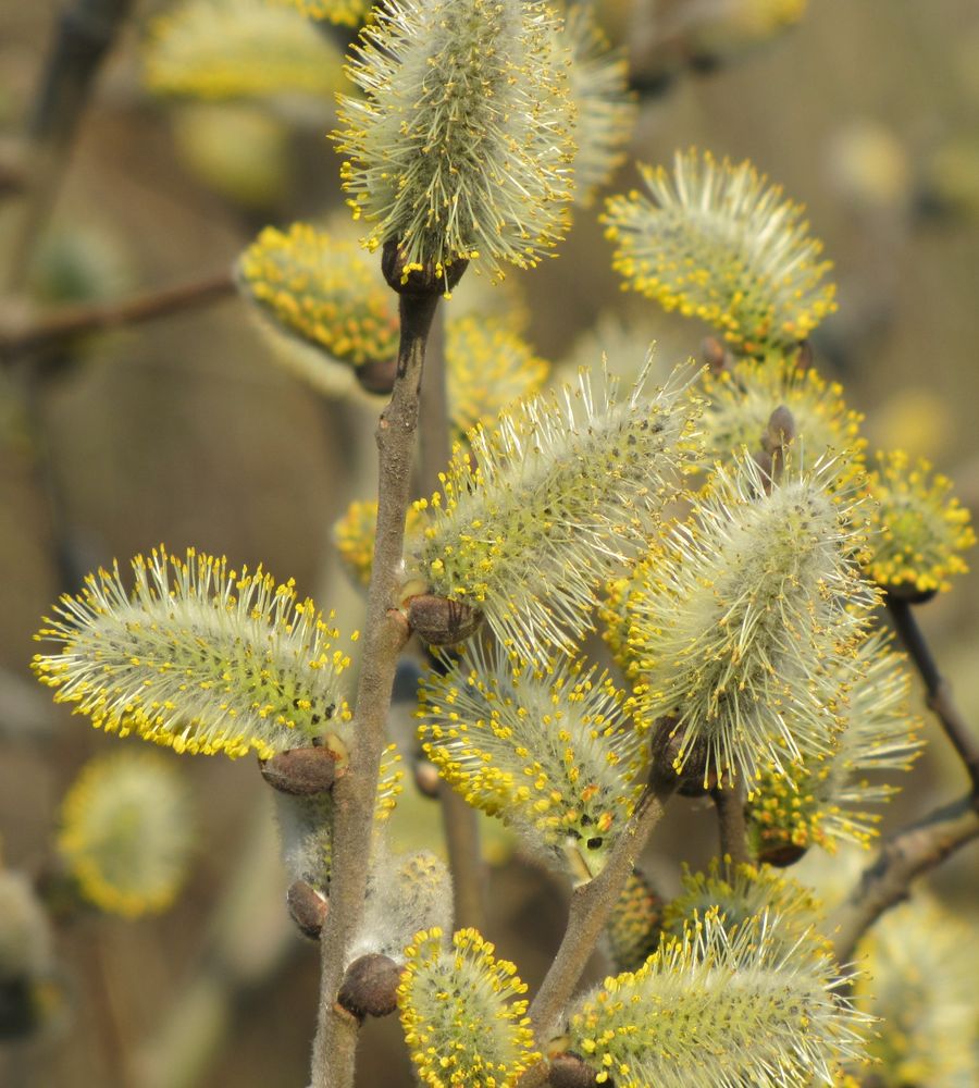 Image of Salix cinerea specimen.