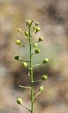 Camelina sylvestris