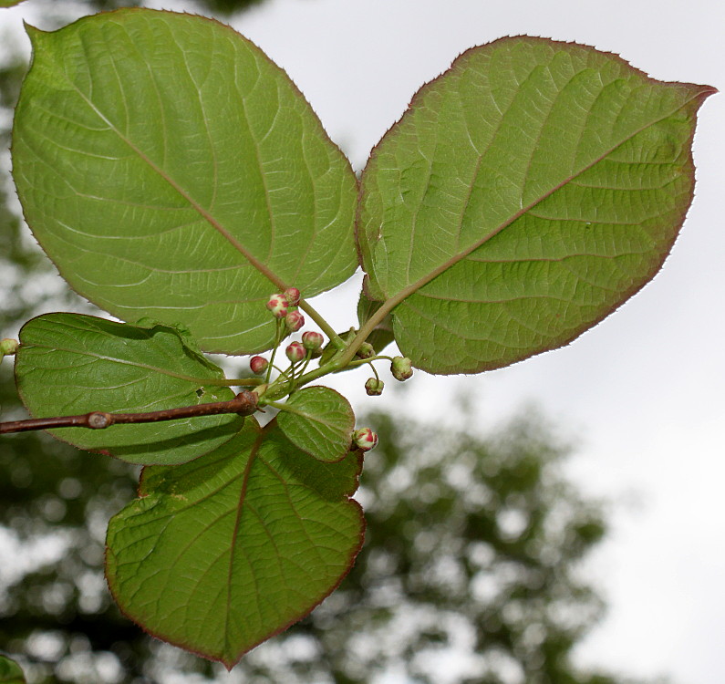 Image of Actinidia kolomikta specimen.