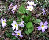 Primula vulgaris. Цветущее растение. Ставропольский край, г. Кисловодск, территория санатория им. Горького. 23.03.2013.