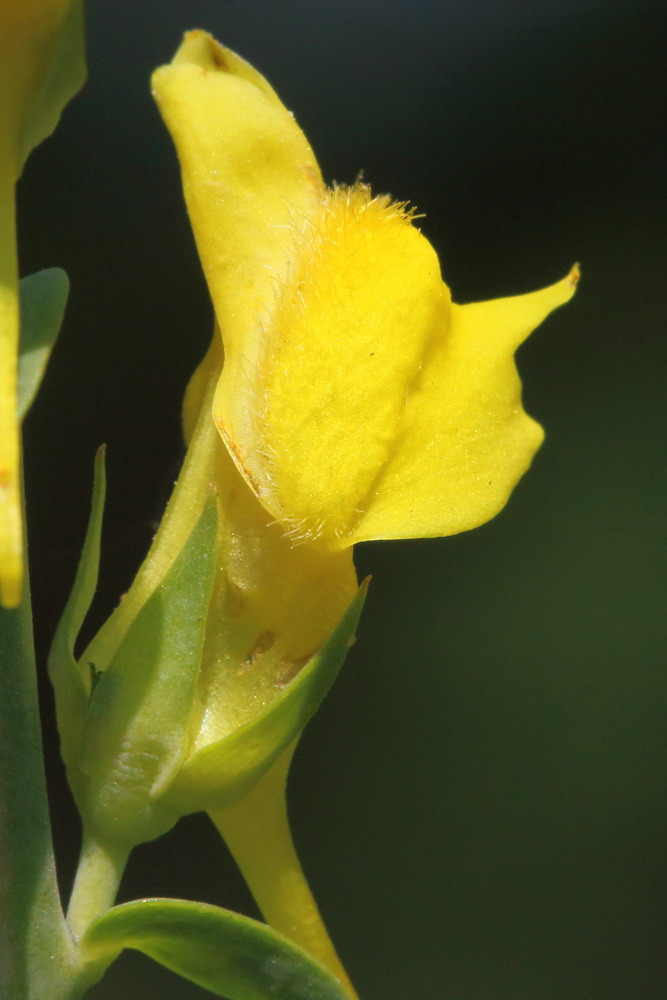 Image of Linaria genistifolia specimen.