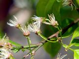 Prunus cerasifera