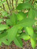 genus Weigela