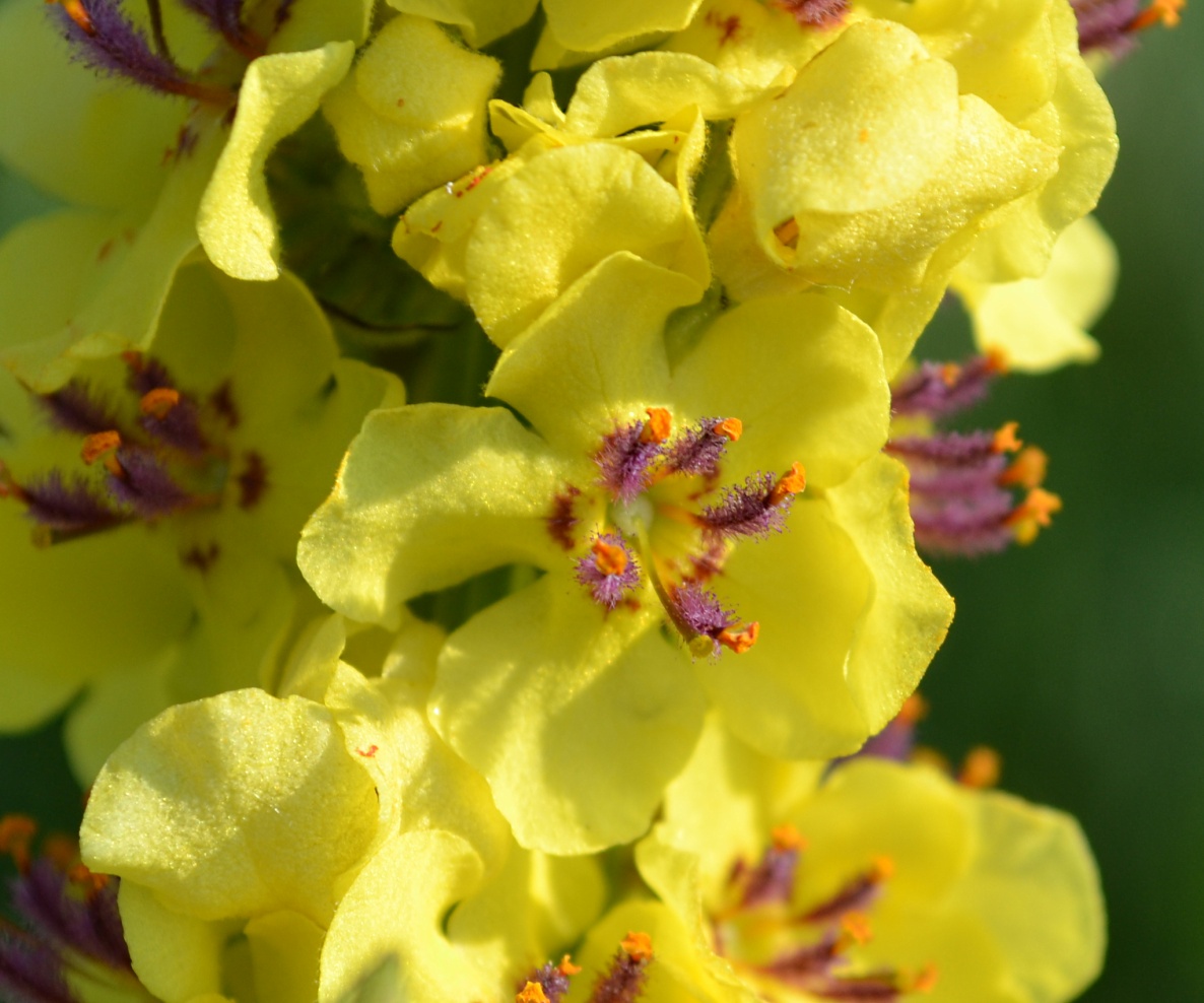 Image of Verbascum nigrum specimen.