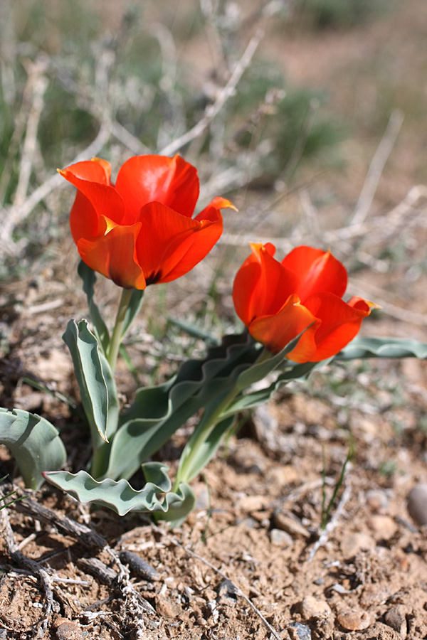 Изображение особи Tulipa borszczowii.