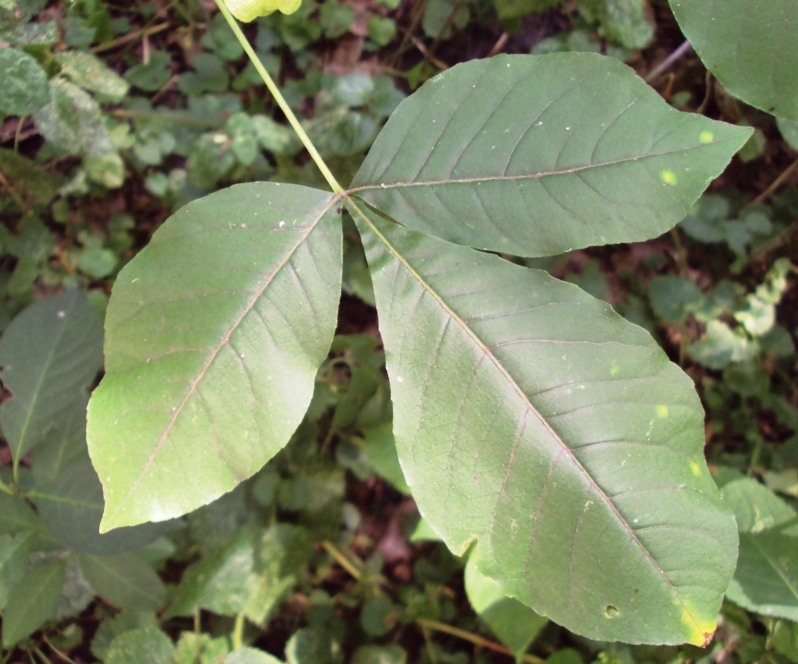 Image of Ptelea trifoliata specimen.