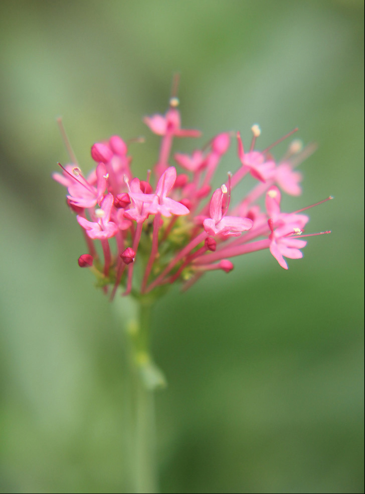 Изображение особи Centranthus ruber.