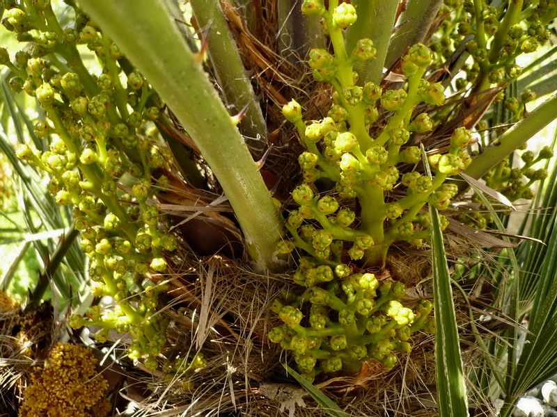 Изображение особи Chamaerops humilis.