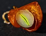 Euonymus verrucosus