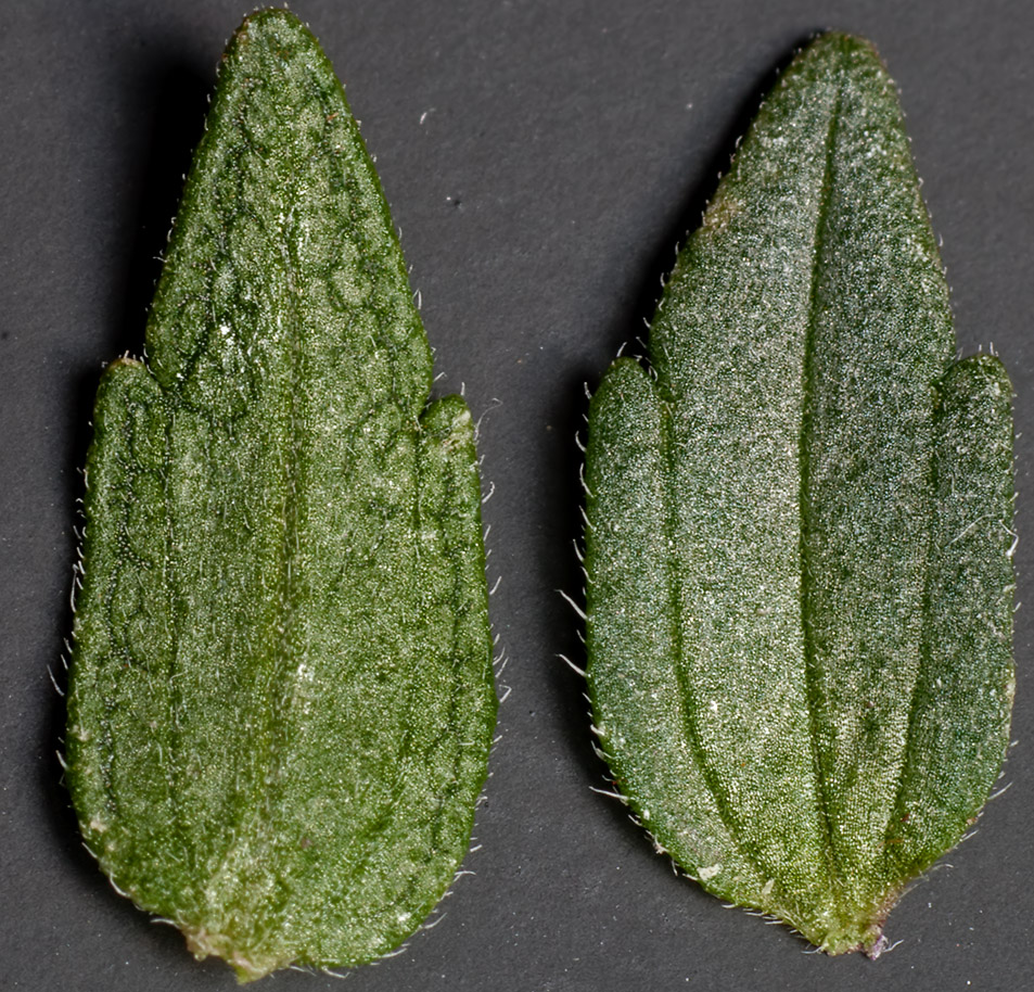 Изображение особи Odontites vulgaris.