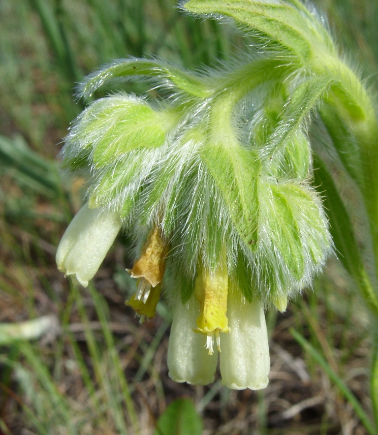 Изображение особи Onosma subtinctoria.