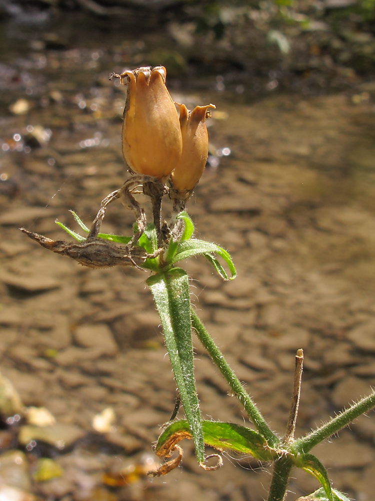 Image of Silene noctiflora specimen.