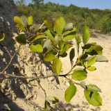 Salix caprea. Ветвь. Краснодарский край, Крымский р-н, окр. ст. Нижнебаканская. 12.09.2013.