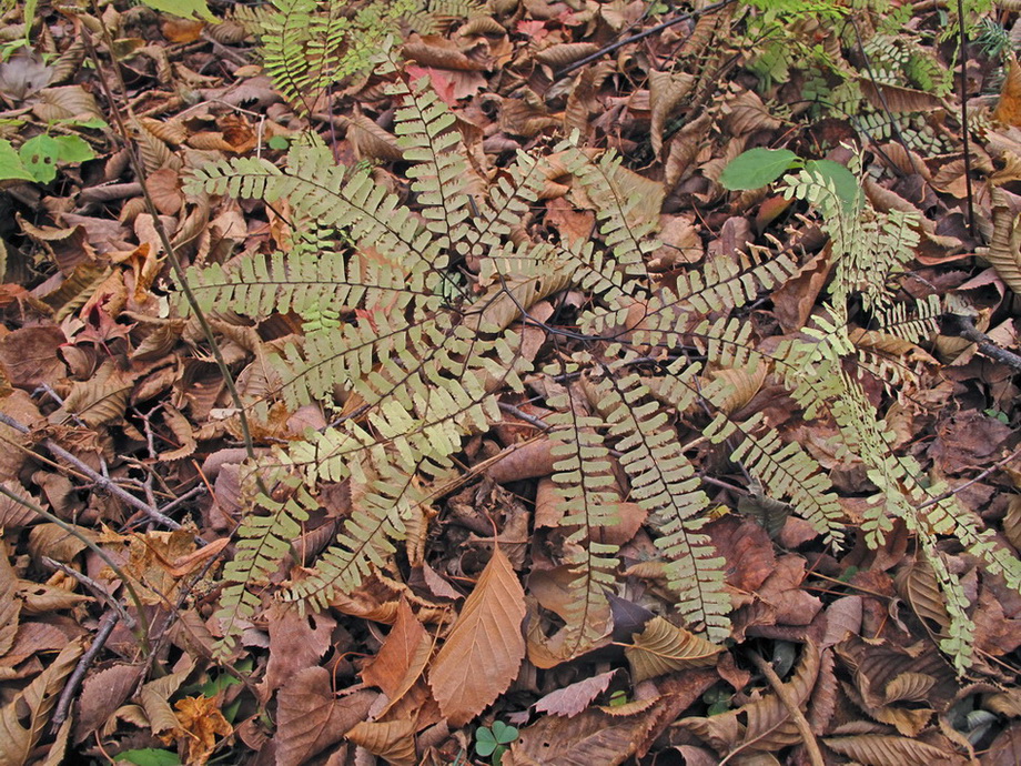 Изображение особи Adiantum pedatum.