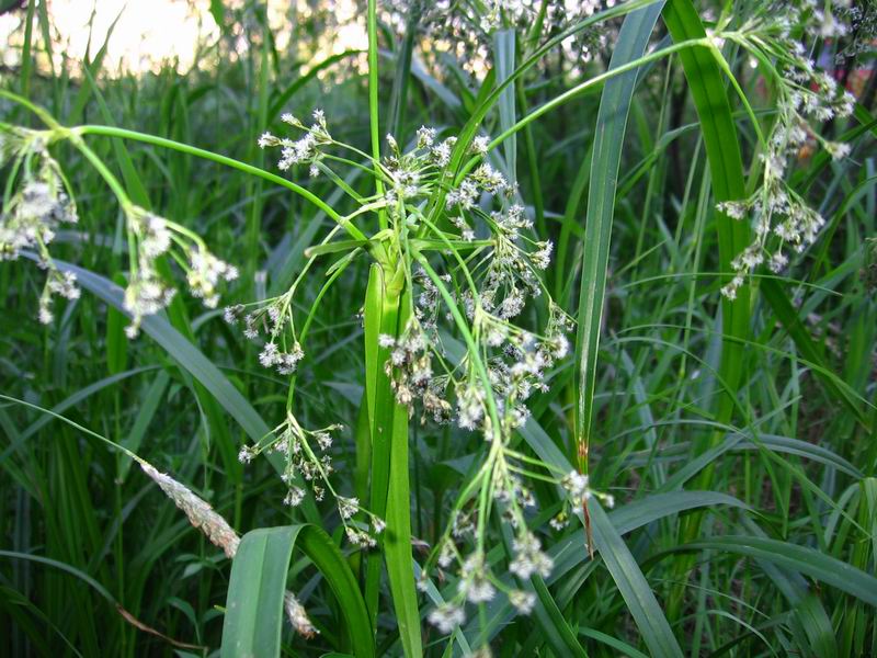 Image of Scirpus sylvaticus specimen.
