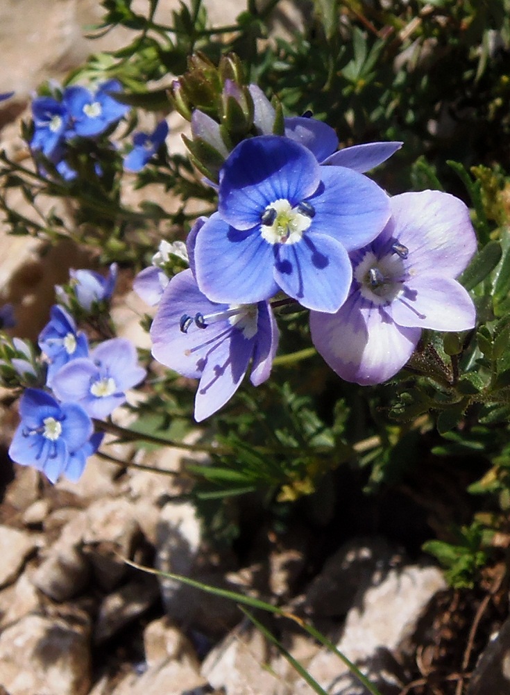 Image of Veronica bordzilowskii specimen.