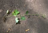 Mycelis muralis