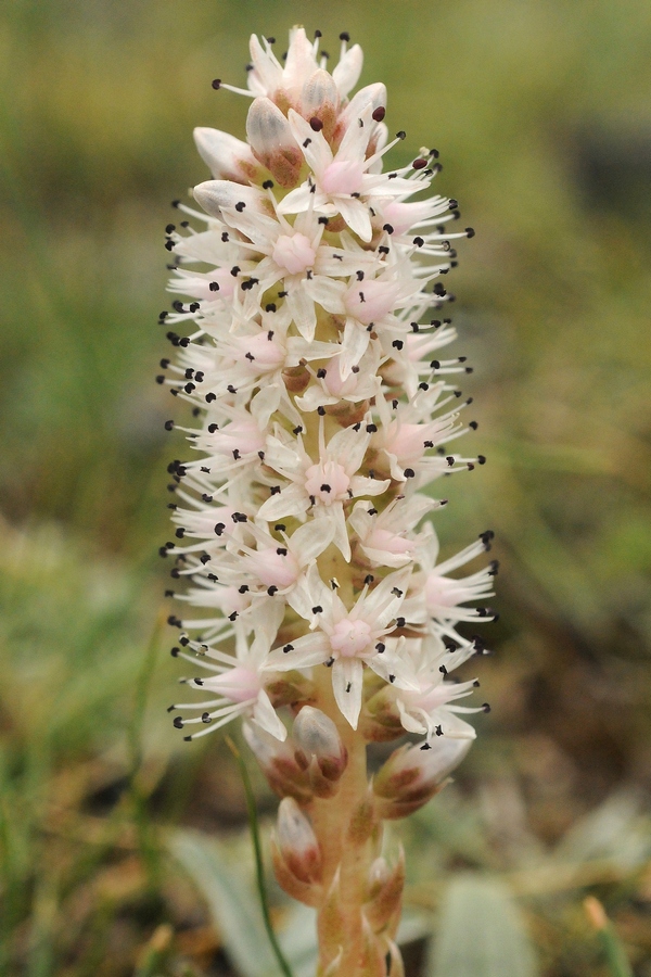 Image of Orostachys thyrsiflora specimen.