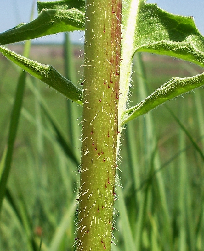 Image of Bunias orientalis specimen.