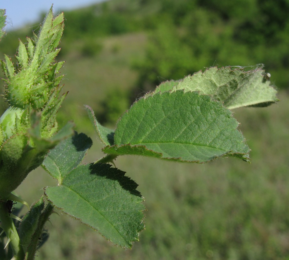 Image of genus Rosa specimen.