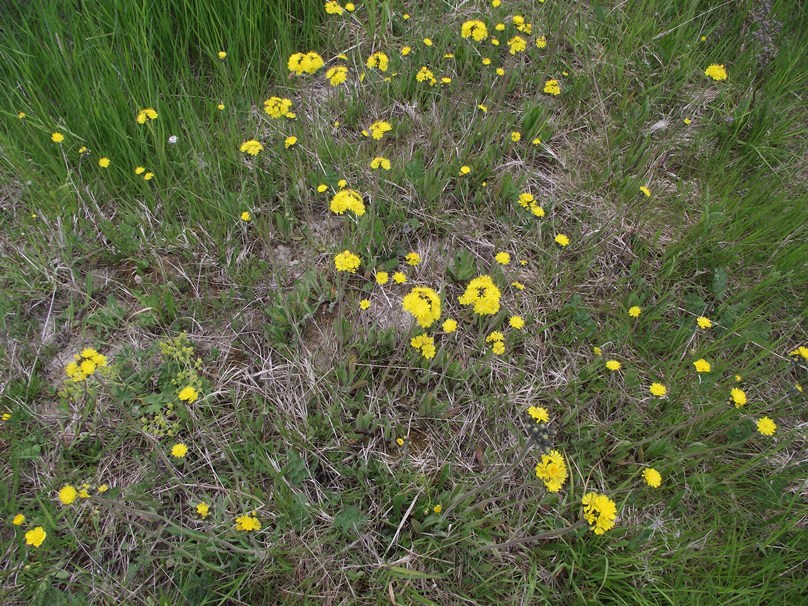 Image of genus Hieracium specimen.