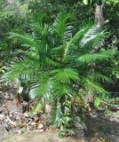 Cycas rumphii. Вегетирующее растение. Таиланд, остров Пханган. 22.06.2013.