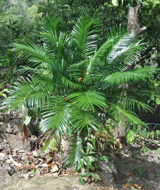 Изображение особи Cycas rumphii.