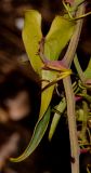 Smilax aspera