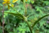 Senecio nemorensis