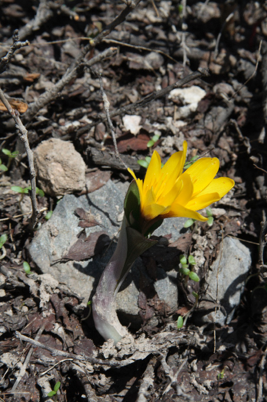 Image of Colchicum luteum specimen.