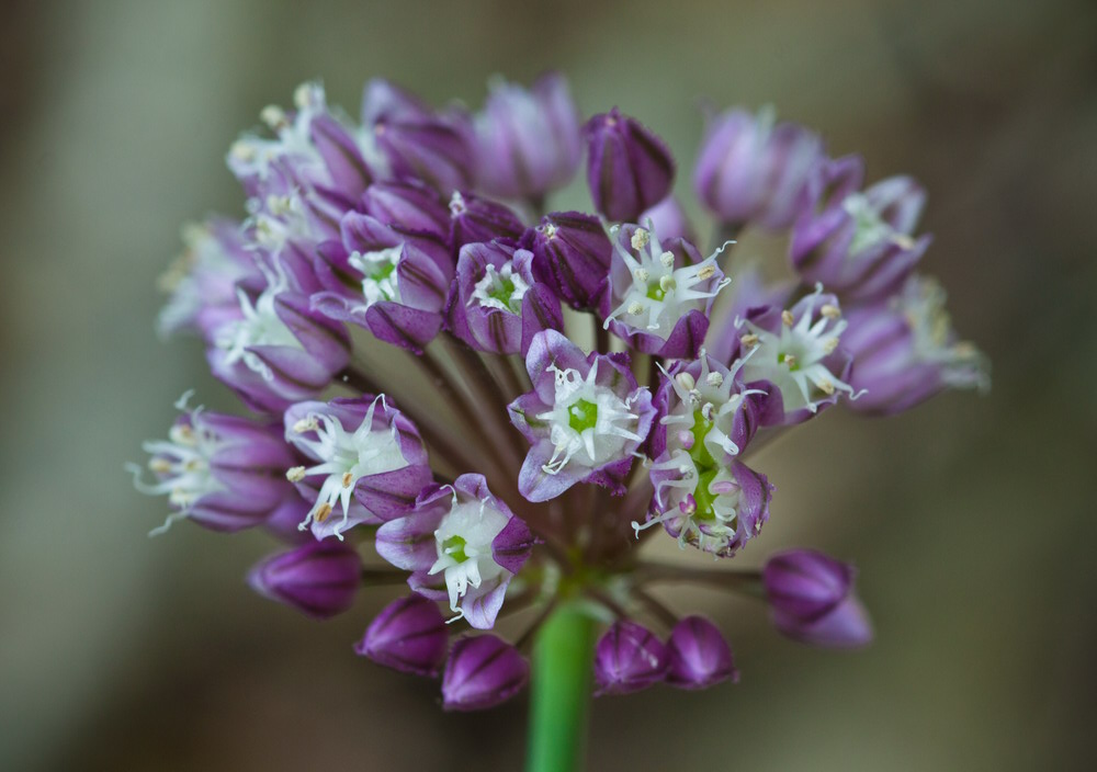 Image of Allium rotundum specimen.