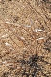 Eriogonum inflatum. Растение с сухими прошлогодними побегами. США, Калифорния, Joshua Tree National Park. 19.02.2014.