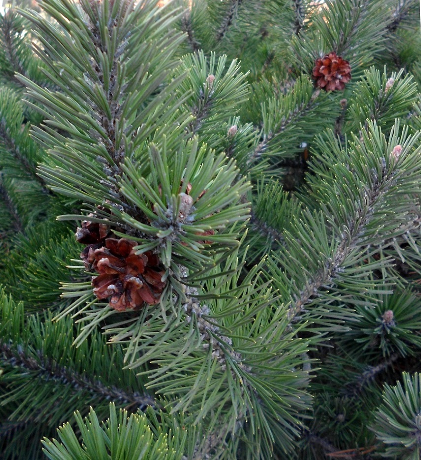 Изображение особи Pinus mugo.